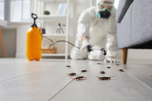Commercial Rodent Management in North Las Vegas